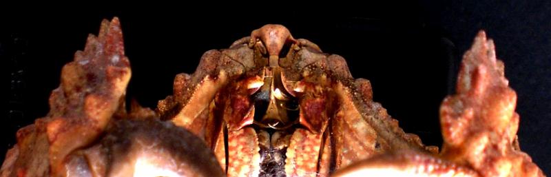 Calappa gallus T.F.C. male first article of antenna.jpg